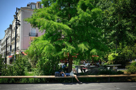 Face aux canicules &eacute;crasantes, les villes misent sur les arbres pour affronter le changement climatique | Paysage - Agriculture | Scoop.it
