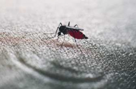Chikungunya, dengue : 30 d&eacute;partements sont d&eacute;sormais concern&eacute;s | Toxique, soyons vigilant ! | Scoop.it