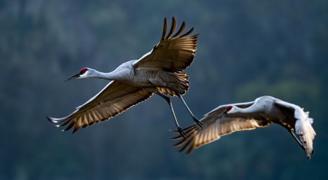 How to take a census of Earth’s biodiversity? One team of researchers has a plan  | Biodiversité | Scoop.it