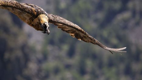 Première naissance d’un petit gypaète barbu dans le Parc des Écrins entre Isère et Hautes-Alpes | Biodiversité | Scoop.it