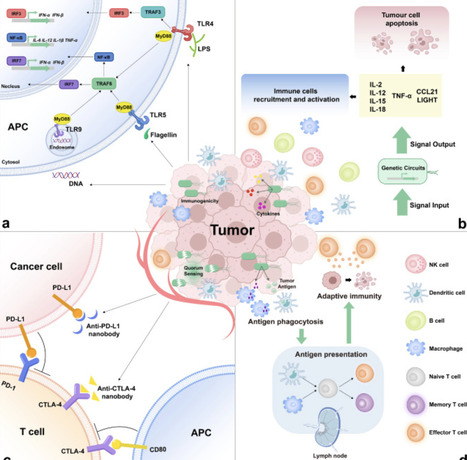 Engineered bacteria: Strategies and applications in cancer immunotherapy | RMH | Scoop.it