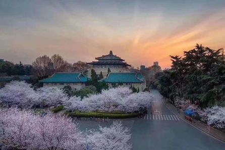 陈芳 - 武大的樱花寂寞的盛开 | Facebook | Wuhan, Hubei | Scoop.it