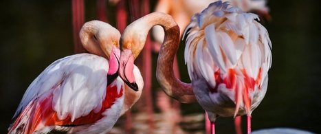 Déconfinement de la faune : en Camargue, un ballet sublime et inédit de flamants roses | Biodiversité | Scoop.it