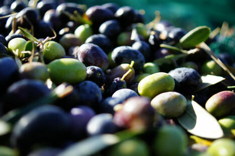 Stabilire il momento ottimale per la raccolta delle olive: strumenti e parametri | OLIVE NEWS | Scoop.it