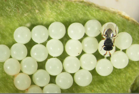 Filets, traitements, parasitoïdes : des solutions prometteuses contre les punaises | SCIENCES DU VEGETAL | Scoop.it