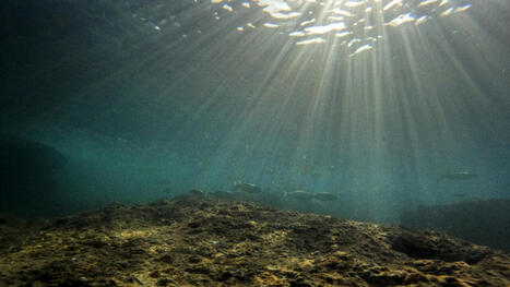 EUROPE&rsquo;s seas reach record heat as CLIMATE change threatens marine life | CIHEAM Press Review | Scoop.it