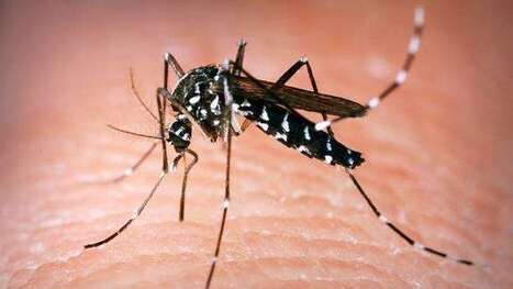 France Info : "Alerte au moustique-tigre dans 42 départements de métropole | Ce monde à inventer ! | Scoop.it