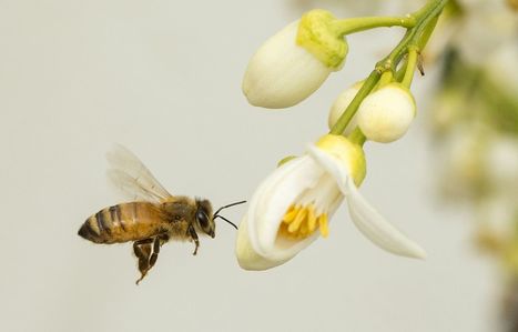 Québec encadre l’usage des pesticides «néonics» | Biodiversité | Scoop.it