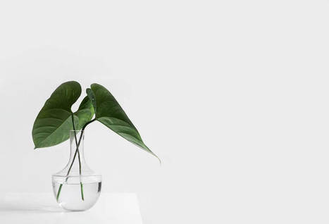 A Little Green Goes a Long Way: How Plants Can Make You Happier, Healthier, and More Productive – Effectiviology | Positive Psychology | Scoop.it