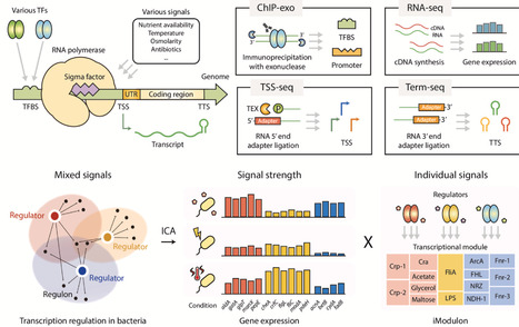 Decoding bacterial transcriptional regulatory networks through integrated multi-omics datasets for artificial intelligence-driven design of programmable biological systems | cin | RMH | Scoop.it