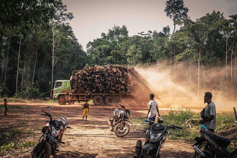 'Green' finance bankrolls deforestation in Papua | The Gecko Project | World Science Environment Nature News | Scoop.it