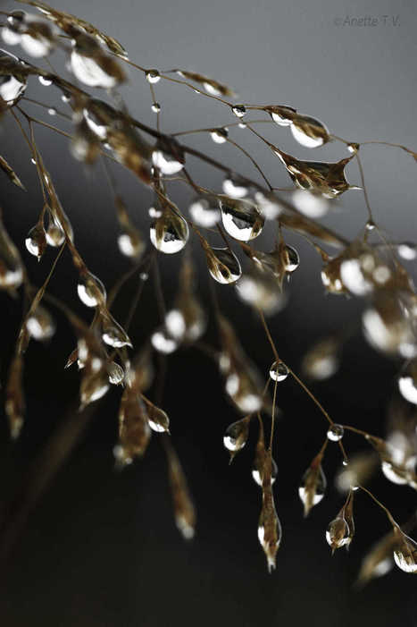 After rain por Anette tv  | My Photo | Scoop.it