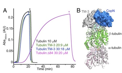 Insight into microtubule nucleation from tubulin-capping proteins | Life Sciences Université Paris-Saclay | Scoop.it