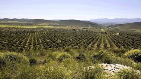 SPAIN : Some Hope for Growers as Rain Falls in Andalusia, but More Is Needed | CIHEAM Press Review | Scoop.it