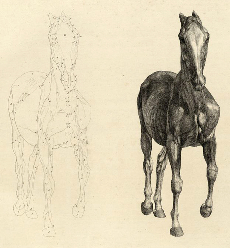 The anatomy of the horse  By George Stubbs, painter BIU Santé, Paris | Produits Beaux Arts-Livres et Manuels d'art-Documents- | Scoop.it
