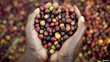 Why are coffee-growers unhappy? | SSSC Politics  Development | Scoop.it