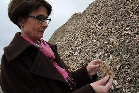 De la coquille d'huître dans l'imprimante ! | Eco-conception | Scoop.it