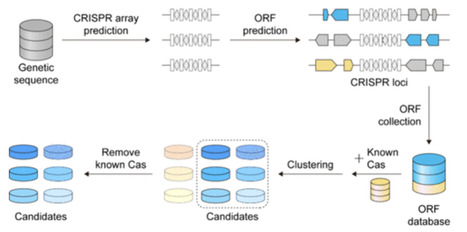 Protocol for Discovery and Characterization of Miniature Cas12 Systems | acs | RMH | Scoop.it