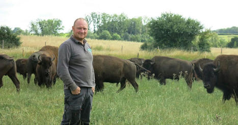 Bisons, bufflonnes... Ces éleveurs qui misent sur les races atypiques pour sortir de la crise | Actualité Bétail | Scoop.it
