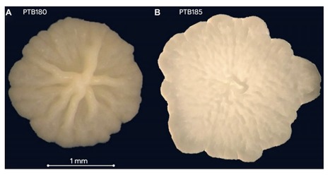 Original Paper in Can Entomol &bull; Fournier Lab 2021 &bull; Insecticidal effect of Bacillus pumilus PTB180 and Bacillus subtilis PTB185 used alone and in combination against the foxglove aphid and the melo... | Originals | Scoop.it