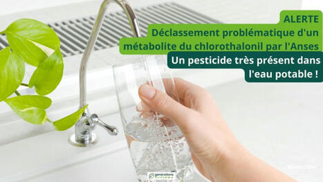 Alerte : Déclassement d'un métabolite du chlorothalonil par l'Anses, un pesticide très présent dans l'eau potable ! | Santé au travail  - Santé et environnement | Scoop.it