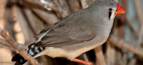 Ivres, les oiseaux chantent moins bien que leurs camarades sobres | Biodiversit&eacute; - @ZEHUB on Twitter | Scoop.it