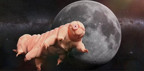 Des tardigrades sont-ils en train de coloniser la Lune ? | EntomoNews | Scoop.it
