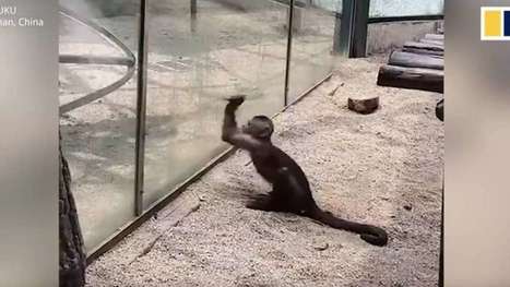 Dans ce zoo, un singe a brisé la vitre de son enclos avec une pierre | J'écris mon premier roman | Scoop.it