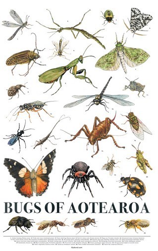 La Nouvelle-Zélande abrite plus de 20 000 espèces d'insectes et d'araignées, ce qui représente bien plus de la moitié de la diversité animale totale, et dont beaucoup sont endémiques | EntomoNews | Scoop.it