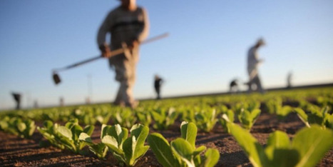 MAROC : La pénurie de main-d’œuvre agricole inquiète les professionnels | CIHEAM Press Review | Scoop.it