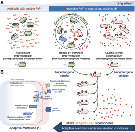 Evolution of rhizobial siderophore utilization via accessory xeno-siderophore receptors and flexible intake machinery for self-produced siderophores | isme | RMH | Scoop.it