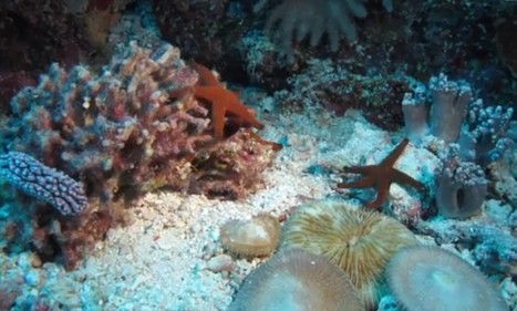 Amazing time-lapse photography reveals mysterious behaviour of corals | Mobile Photography | Scoop.it