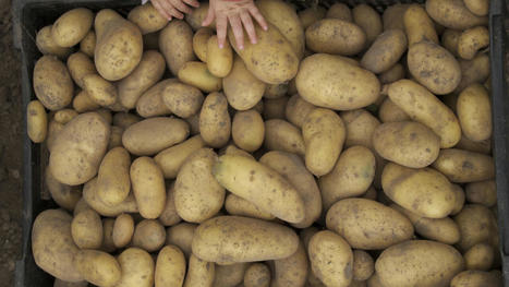 CONSOMMATION : A-t-on raison de vouloir consommer plus de pommes de terre? | ALIMENTATIONS | Scoop.it