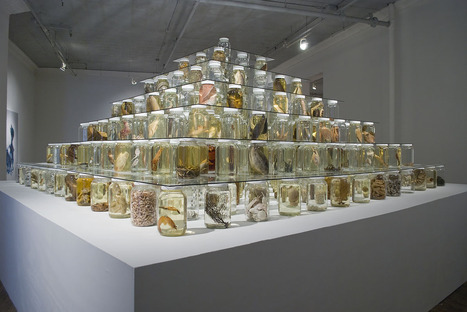 Brandon Ballengee: Collapse | Art Installations, Sculpture, Contemporary Art | Scoop.it