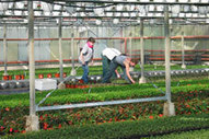 Pays de la Loire : plus de 500 emplois à pourvoir en horticulture | Agriculture en Pays de la Loire | Scoop.it