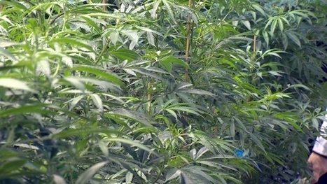 Medical marijuana trucks a hijack target, police chief says | Beckley News : Cannabis - Marijuana | Scoop.it