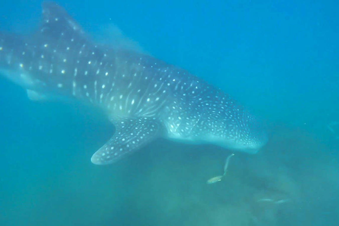 Whale shark seen bottom feeding for the first t...
