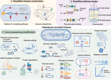 Simplified metabolic pathway design for efficient production in halotolerant microbial systems | cin | RMH | Scoop.it