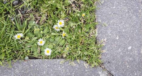 Las &lsquo;malas buenas&rsquo; hierbas de Nantes del pais.com Ciudades espejo | Nantes, &iexcl;Ven A Hacer El Viaje! | Scoop.it