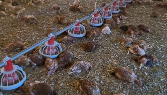Landes : 2.500 poulets sont morts à cause de la canicule dans un élevage à Mant - ici | Landes - Conseils municipaux & communautaires | Scoop.it