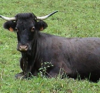Capvern : Venez d&eacute;guster  la Casta | Vall&eacute;es d'Aure & Louron - Pyr&eacute;n&eacute;es | Scoop.it