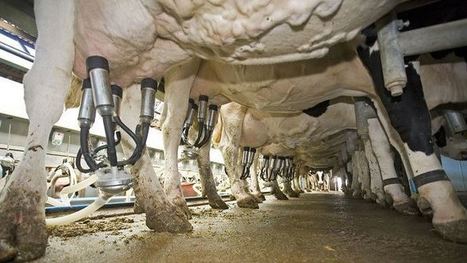 Dynamique de la production laitière biologique d'ici fin 2019 | Actualités de l'élevage | Scoop.it