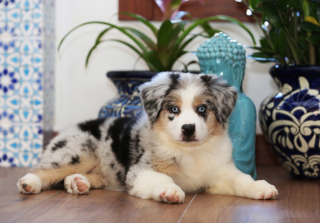 australian shepherd puppies near me