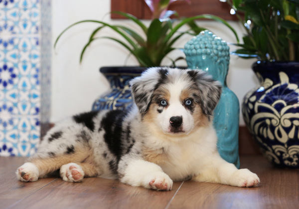 buy australian shepherd near me