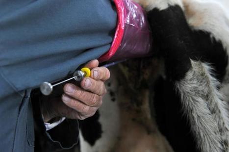 La fertilité des vaches s’améliore | Lait de Normandie... et d'ailleurs | Scoop.it