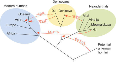 Neanderthal genome shows early human inbreeding and interbreeding | Amazing Science | Scoop.it