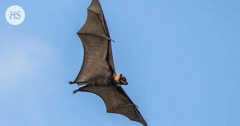 Viikon el&auml;in: Mik&auml; on salebabunakerohekko? | HS.fi | 1Uutiset - Lukemisen t&auml;hden | Scoop.it