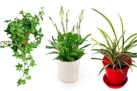 Un air intérieur plus sain grâce à ces trois plantes | Build Green, pour un habitat écologique | Scoop.it