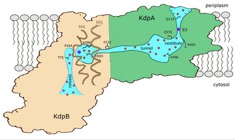 Conduction pathway for potassium through the Escherichia coli pump KdpFABC | eLife | RMH | Scoop.it