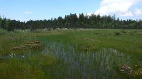 [INP-Recherche] Réchauffement climatique : Pourquoi il faut absolument préserver les tourbières du Jura ou des Pyrénées | InMédias | Scoop.it